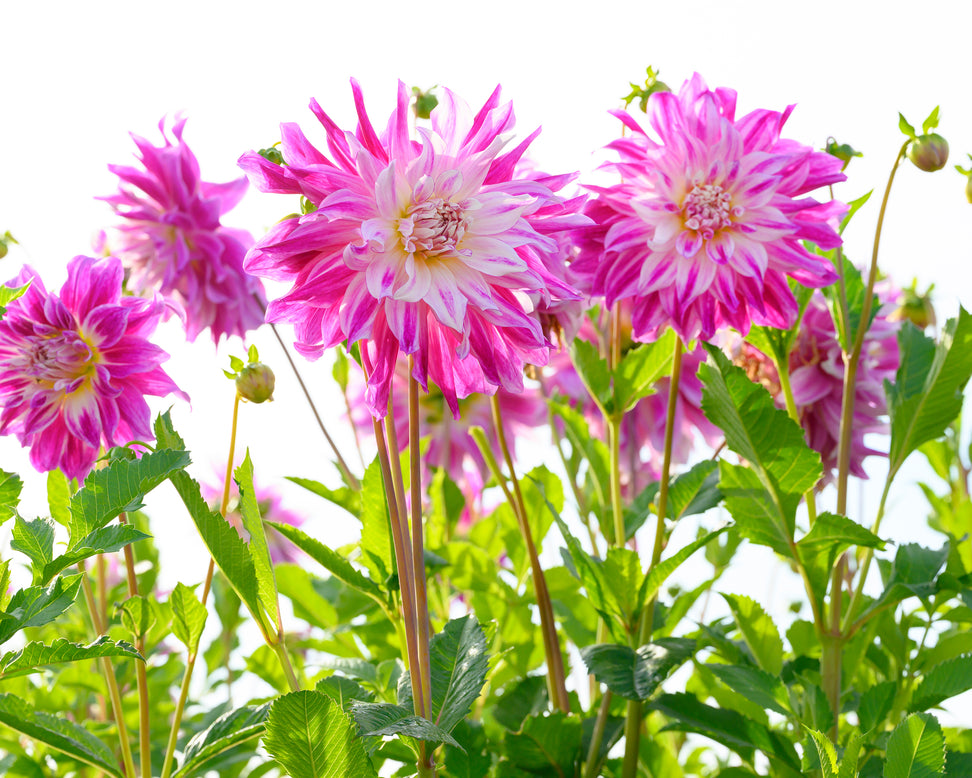 Dahlia 'Bristol Stripe'