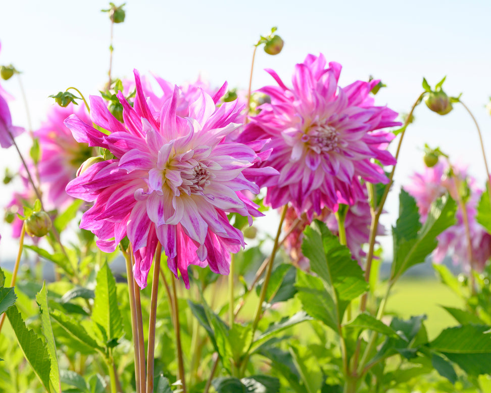 Dahlia 'Bristol Stripe'
