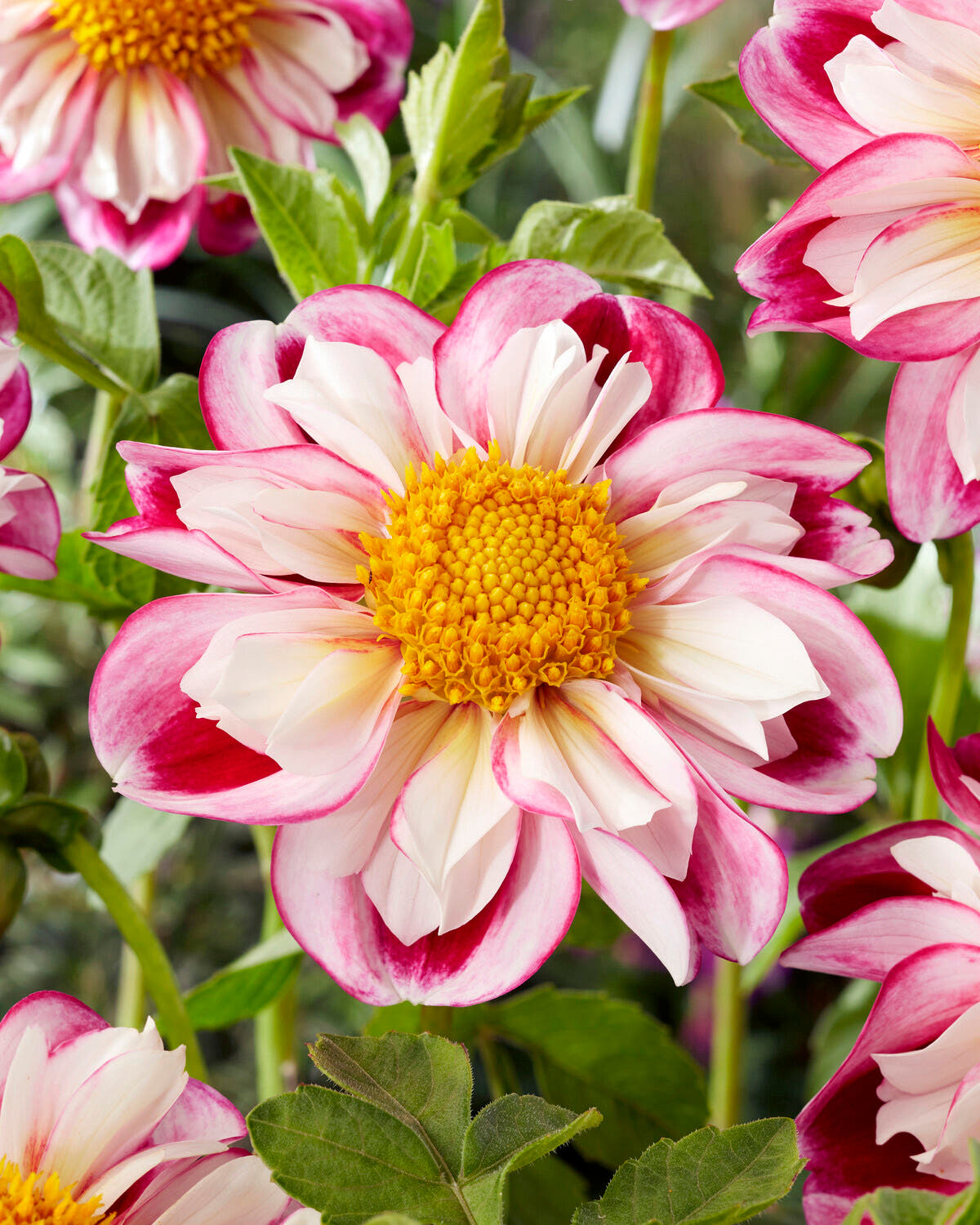 Close-up image of Dahlia 'Bumble Rumble' flowers, showcasing the white outer petals with raspberry streaks and the yellow centers with rose-pink flecks.