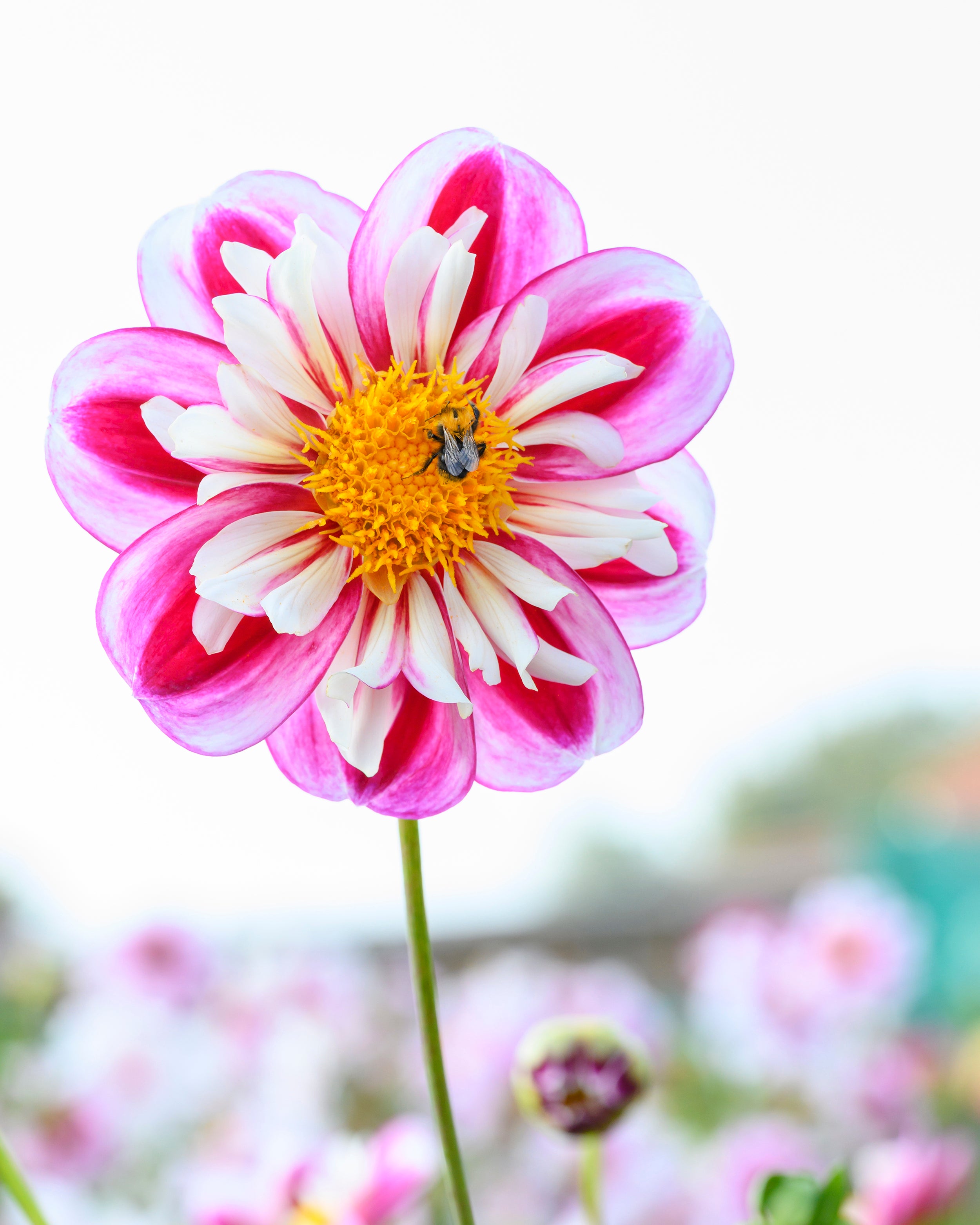 Dahlia 'Bumble Rumble' tubers — Buy online at Farmer Gracy UK