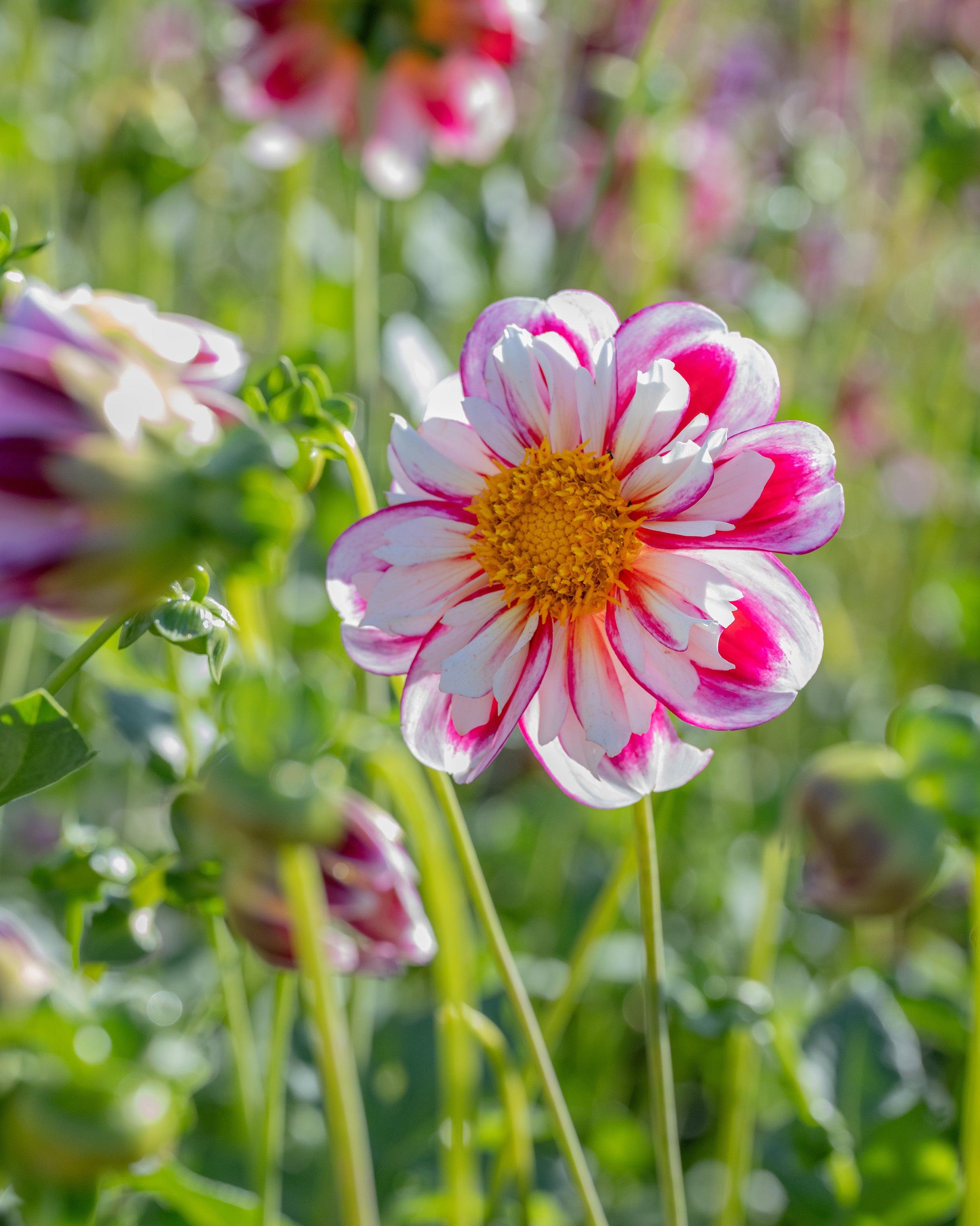 Dahlia 'Bumble Rumble' tubers — Buy online at Farmer Gracy UK