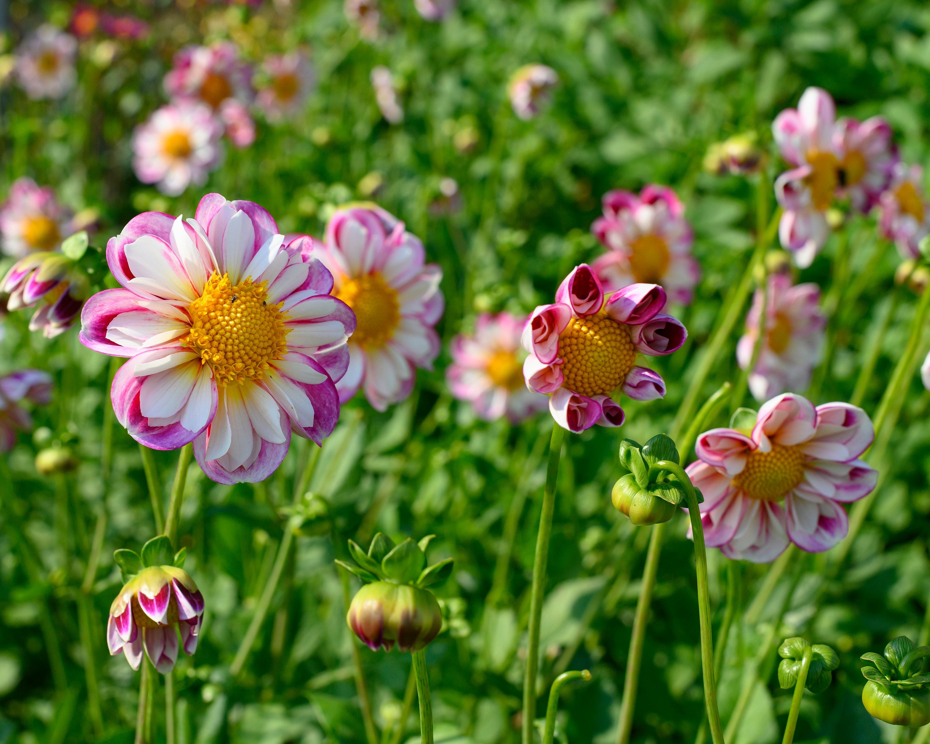 Dahlia 'Bumble Rumble' tubers — Buy online at Farmer Gracy UK