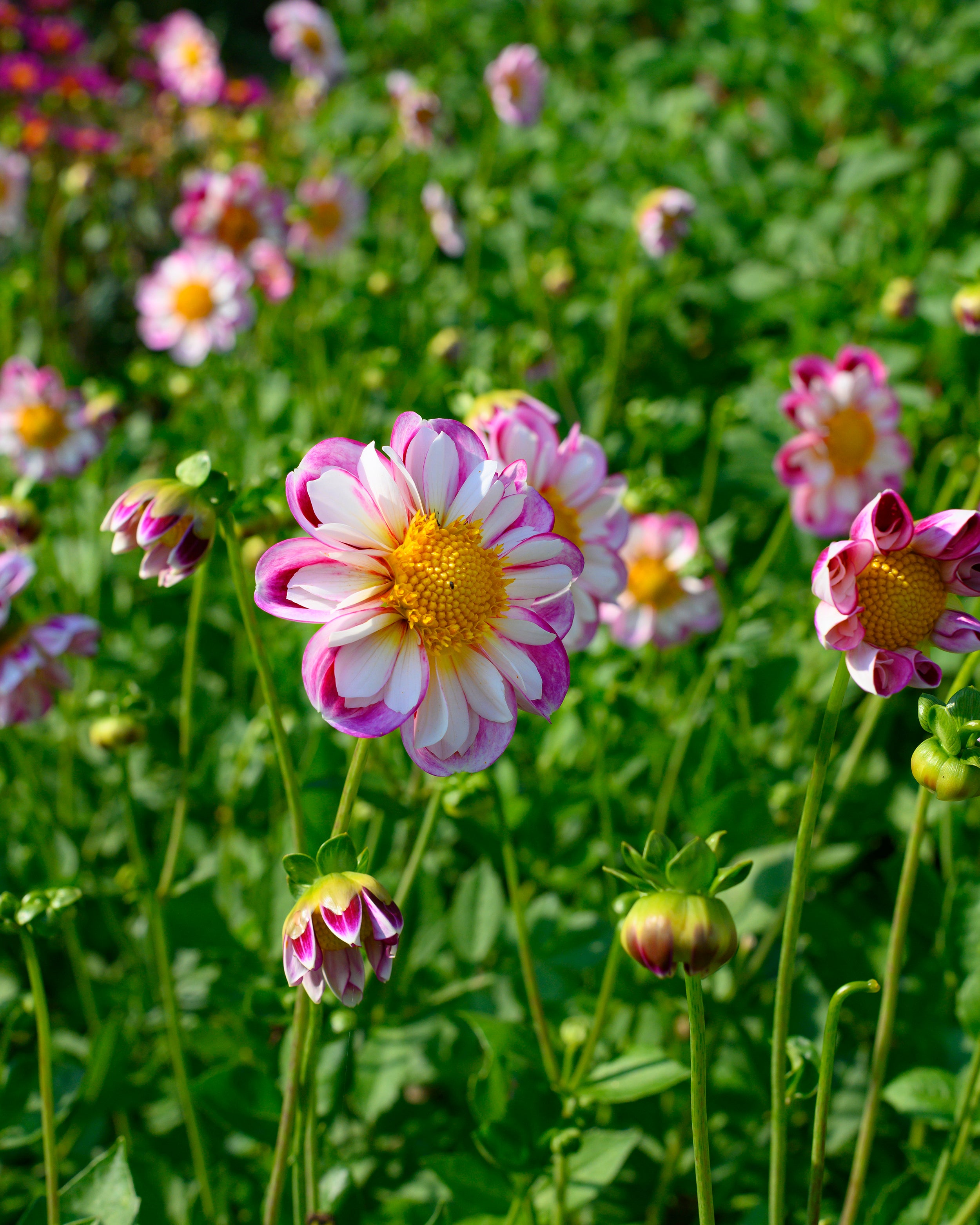 Dahlia 'Bumble Rumble' tubers — Buy online at Farmer Gracy UK