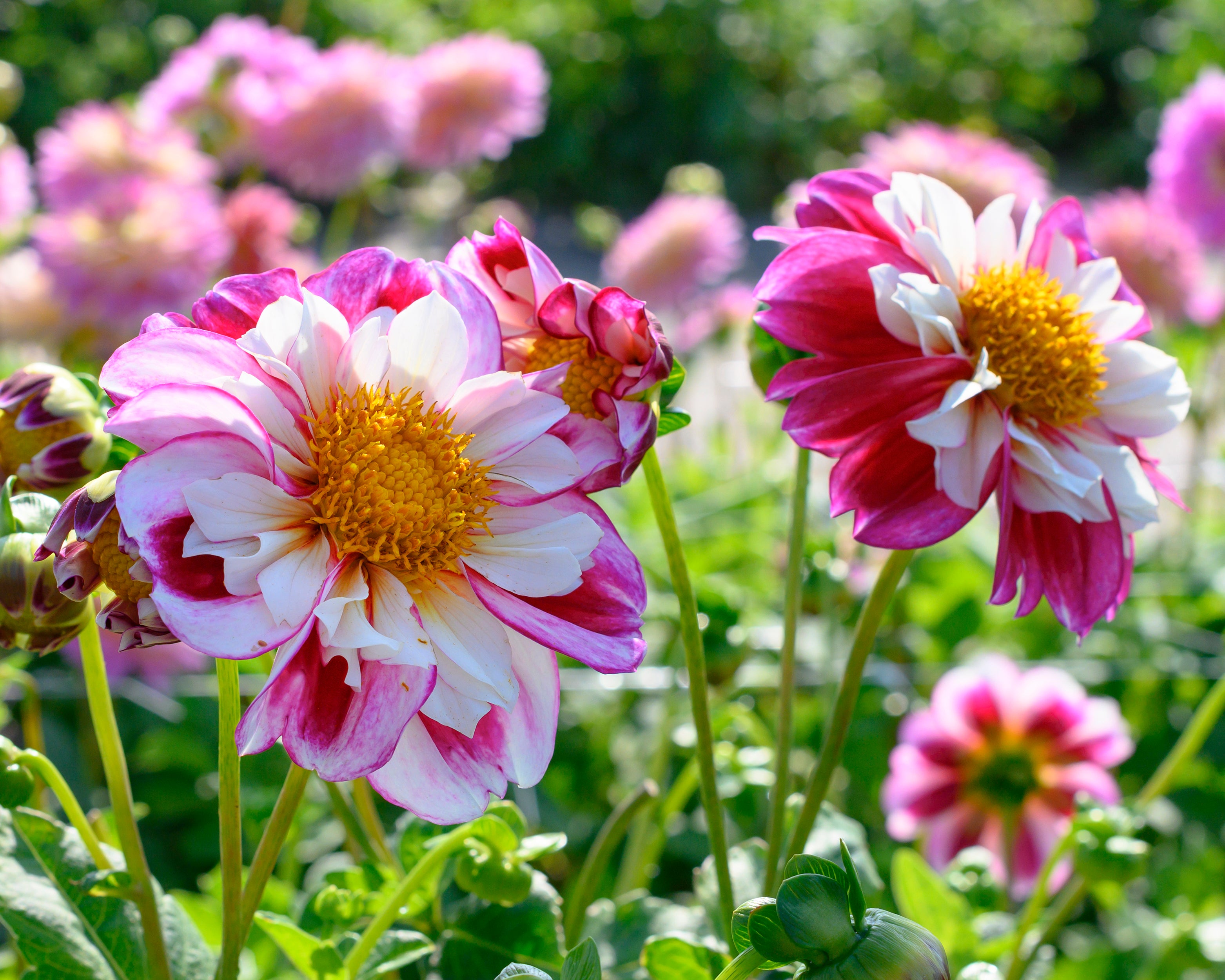Dahlia 'Bumble Rumble' tubers — Buy online at Farmer Gracy UK
