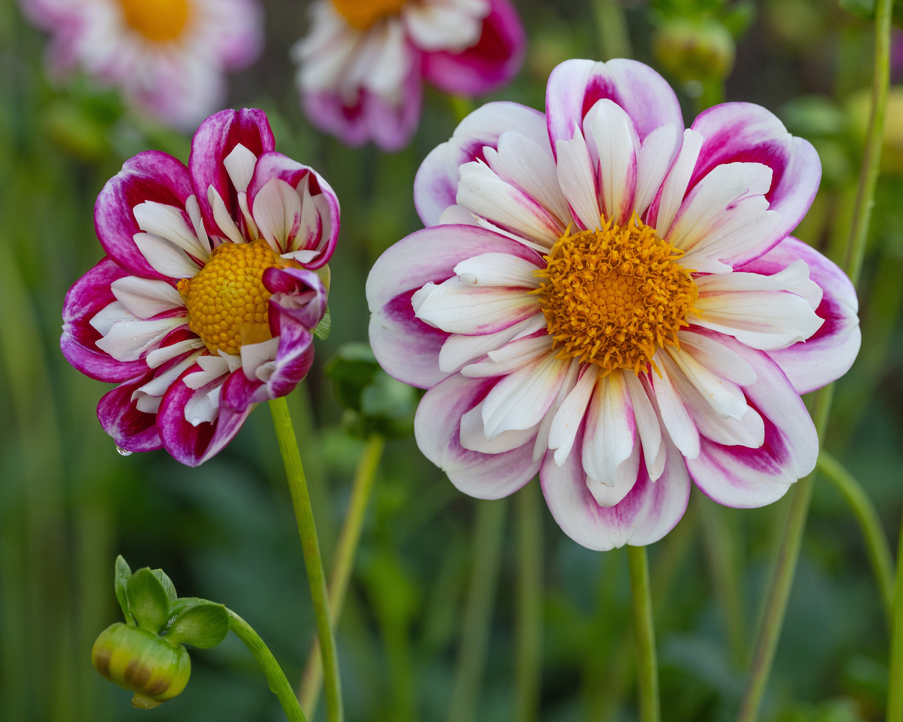 Dahlia 'Bumble Rumble' tubers — Buy online at Farmer Gracy UK