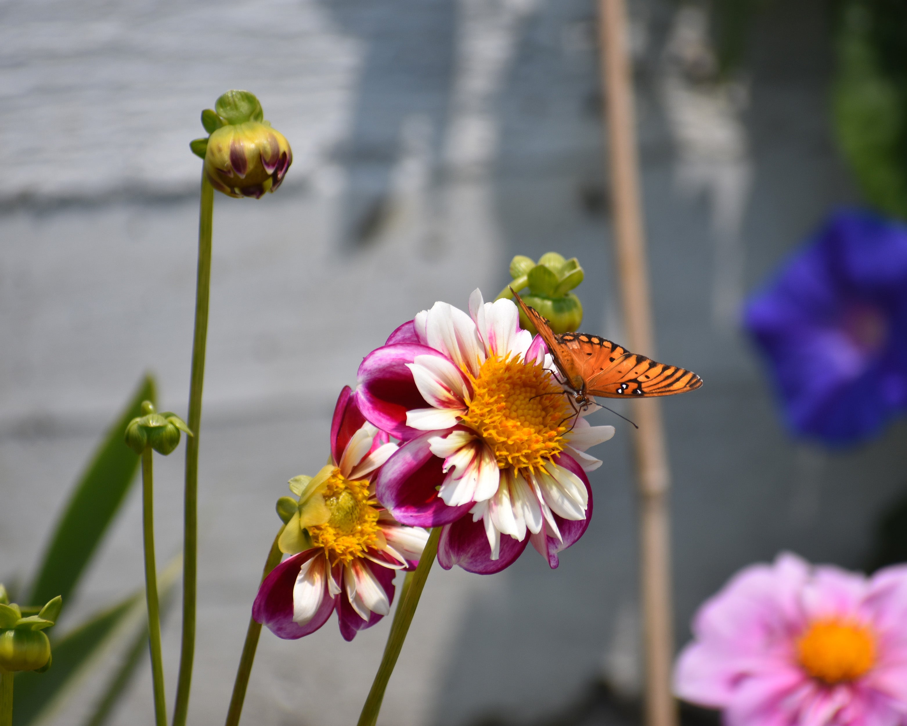 Dahlia 'Bumble Rumble' tubers — Buy online at Farmer Gracy UK