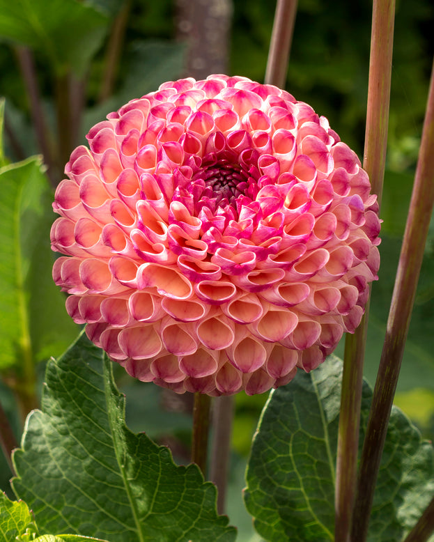 Dahlia 'Burlesca'