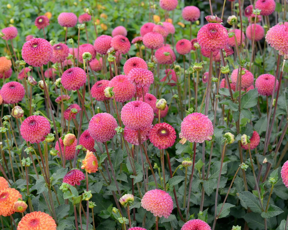 Dahlia 'Burlesca'
