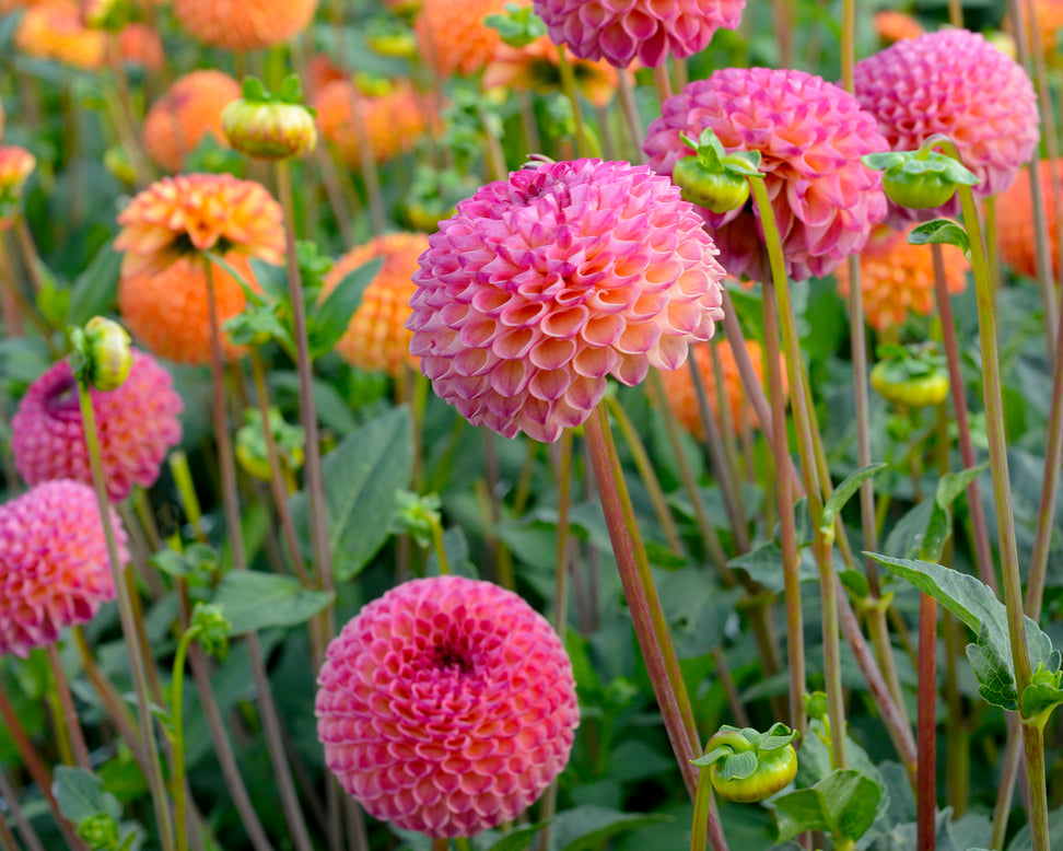 Dahlia 'Burlesca'