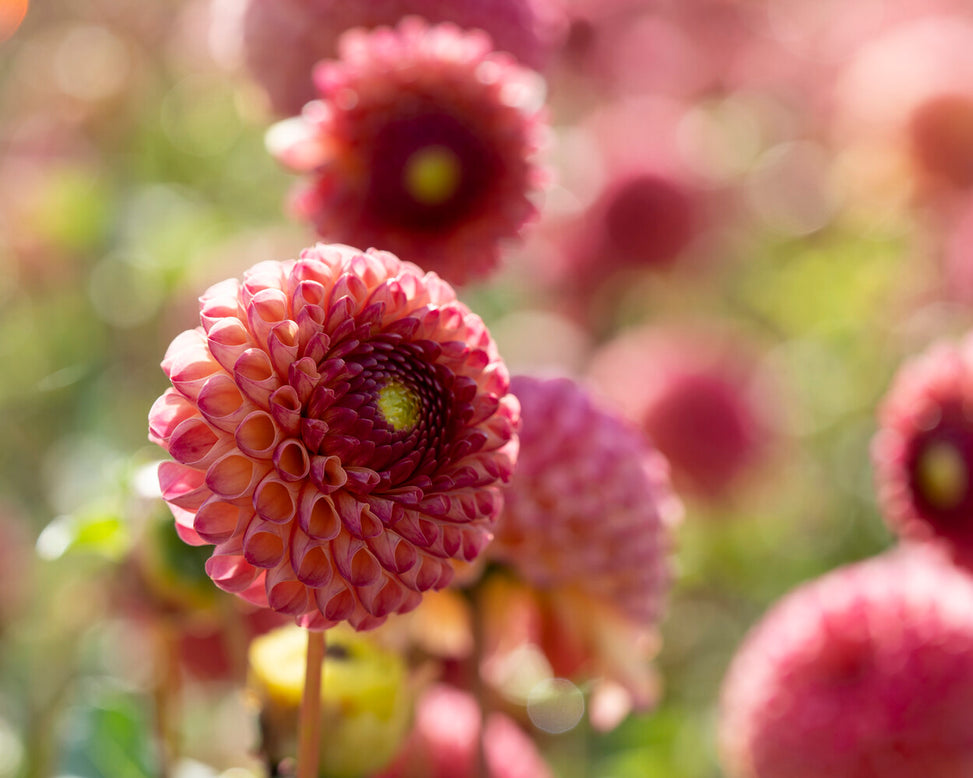 Dahlia 'Burlesca'