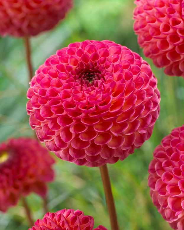 Dahlia 'Burlesca'