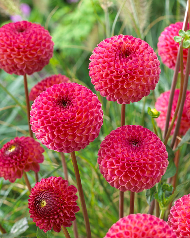 Dahlia 'Burlesca'