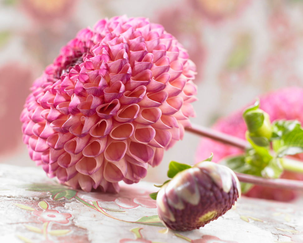 Dahlia 'Burlesca'