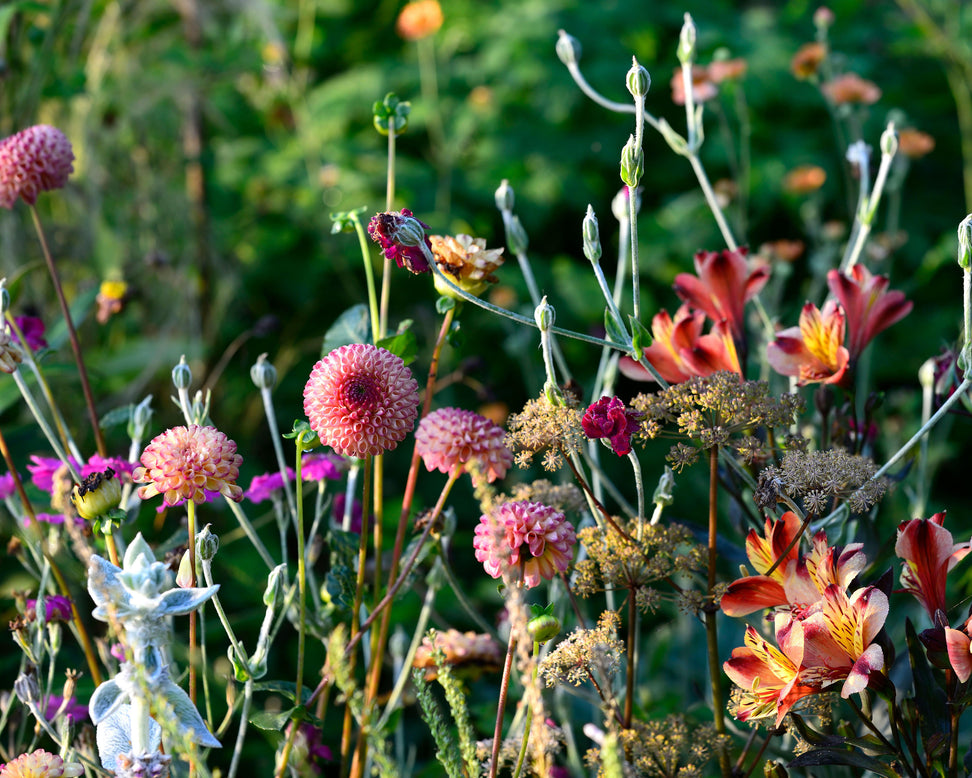 Dahlia 'Burlesca'