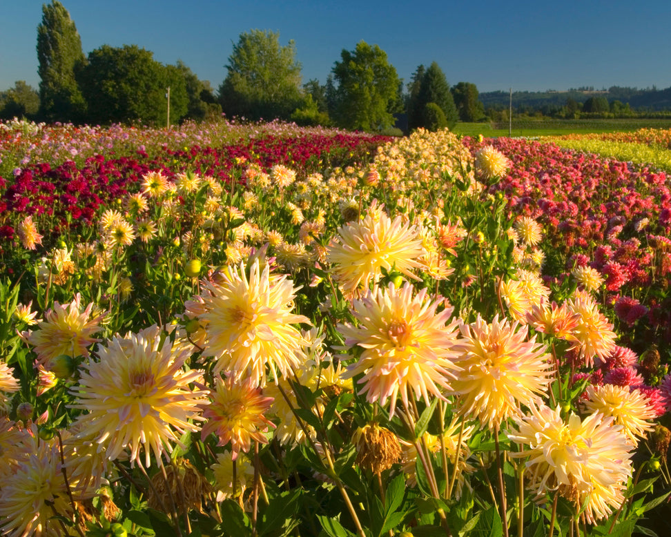 Dahlia 'Cabana Banana'