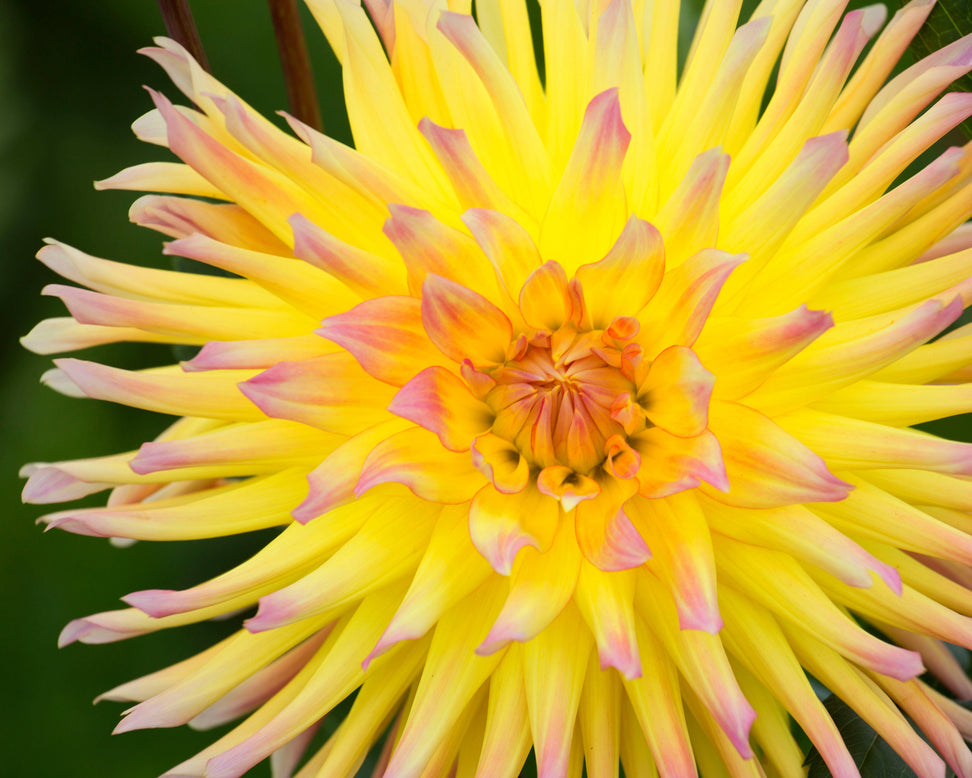 Dahlia 'Cabana Banana'