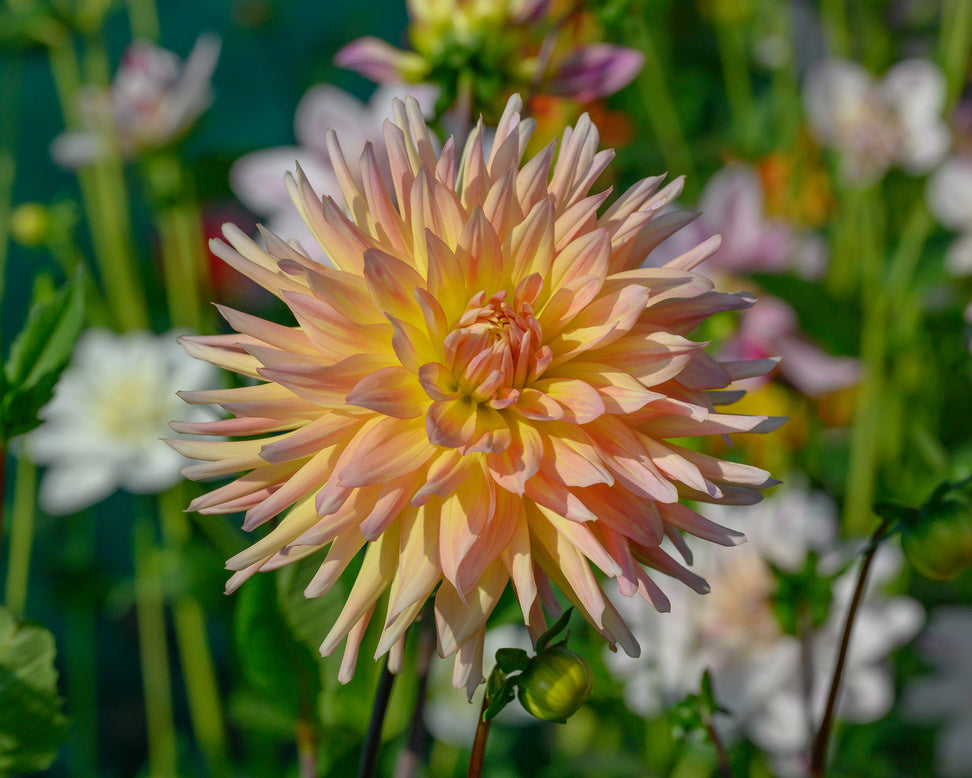 Dahlia 'Cabana Banana'