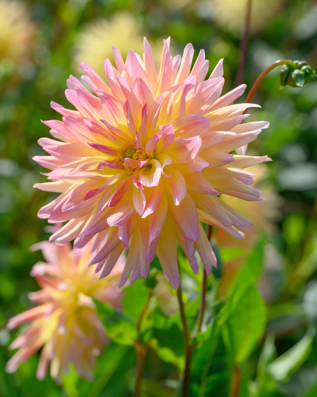 Dahlia 'Cabana Banana'