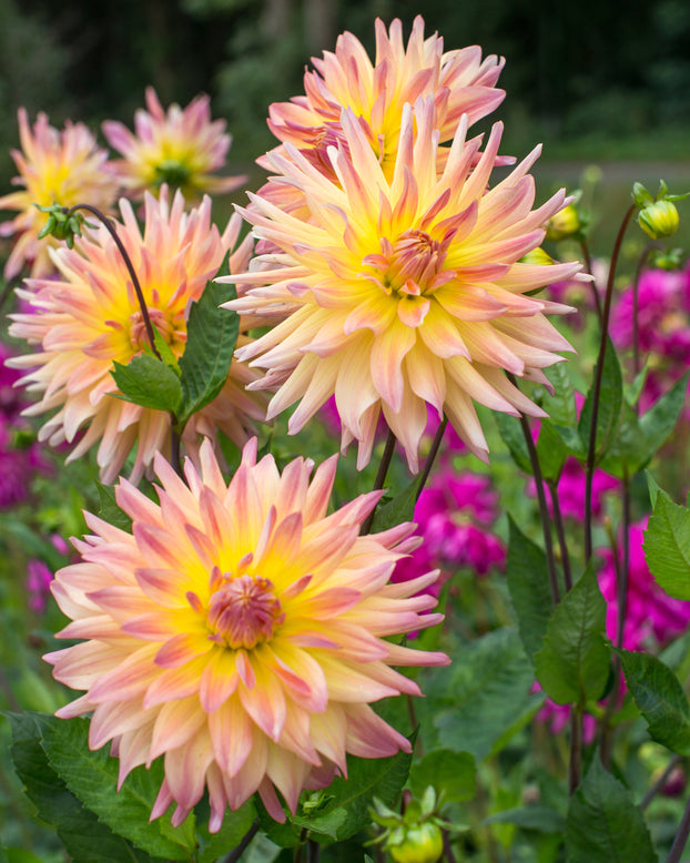 Dahlia 'Cabana Banana'