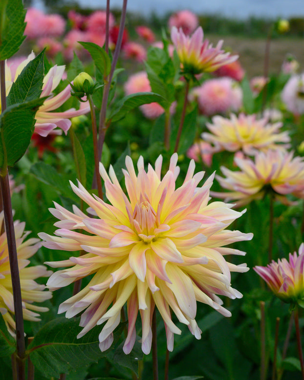 Dahlia 'Cabana Banana'