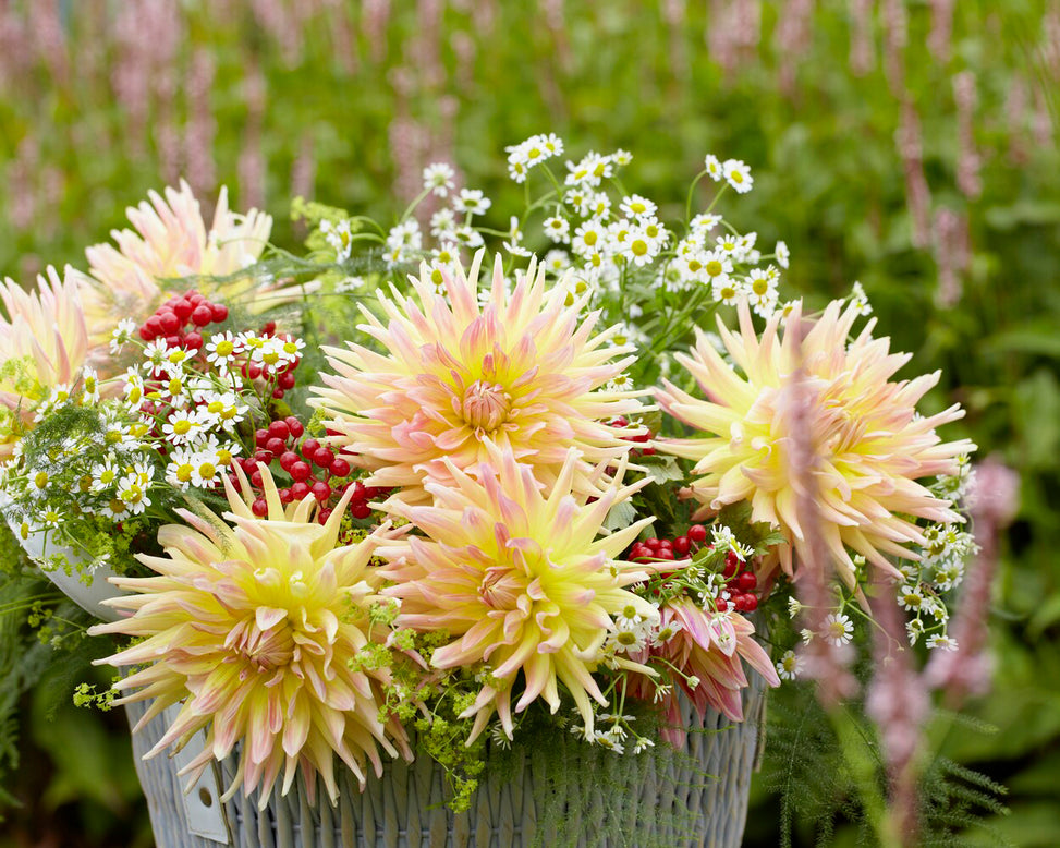 Dahlia 'Cabana Banana'