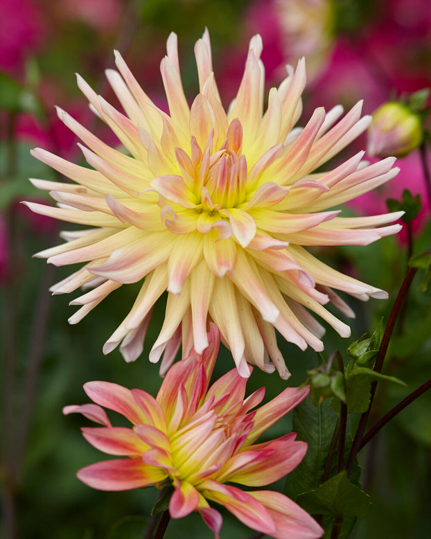 Dahlia 'Cabana Banana'