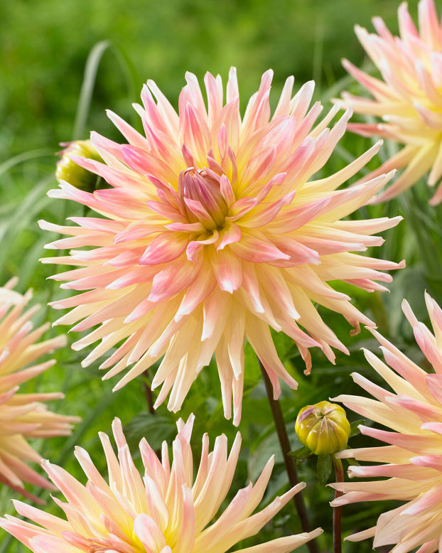 Dahlia 'Cabana Banana'