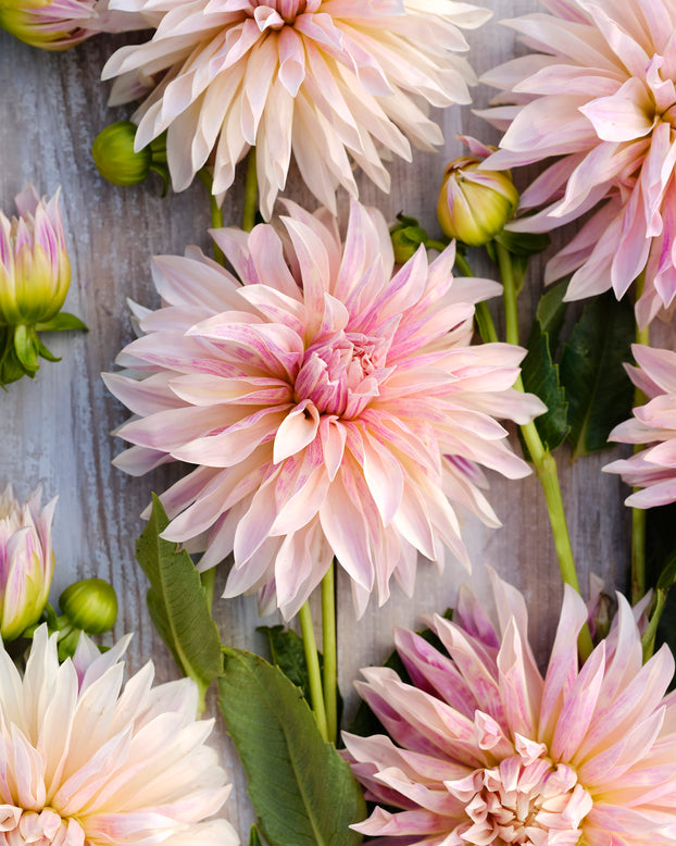 Dahlia 'Café de Paris'