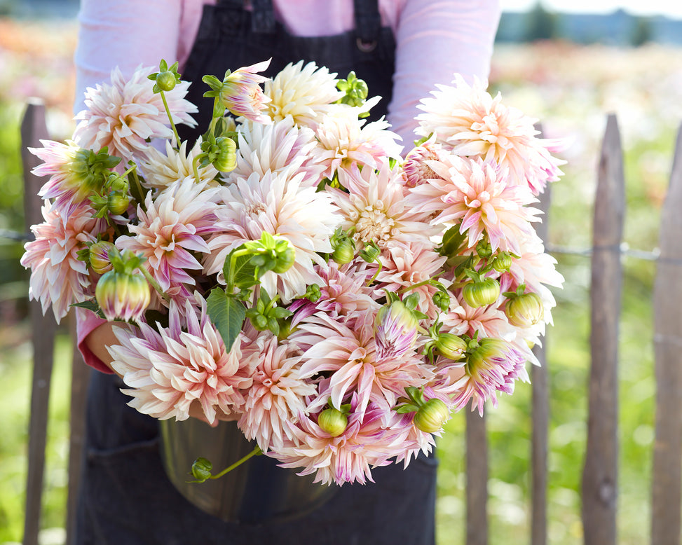 Dahlia 'Café de Paris'