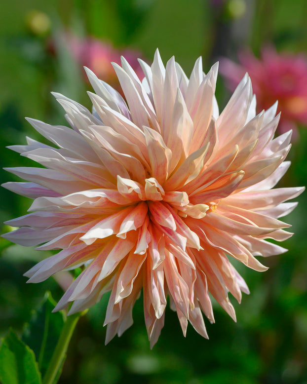 Dahlia 'Café de Paris'