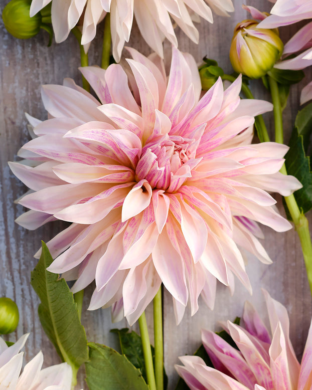 Dahlia 'Café de Paris'