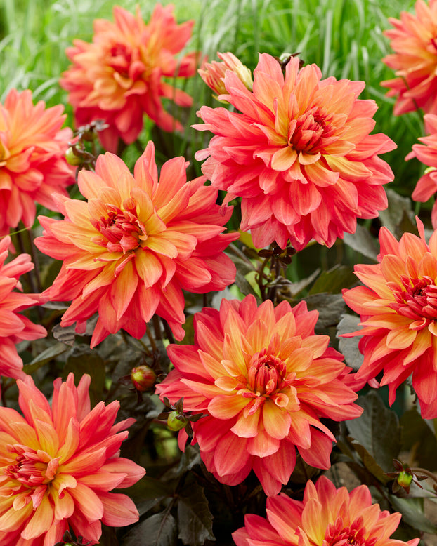 Dahlia 'Camelot'