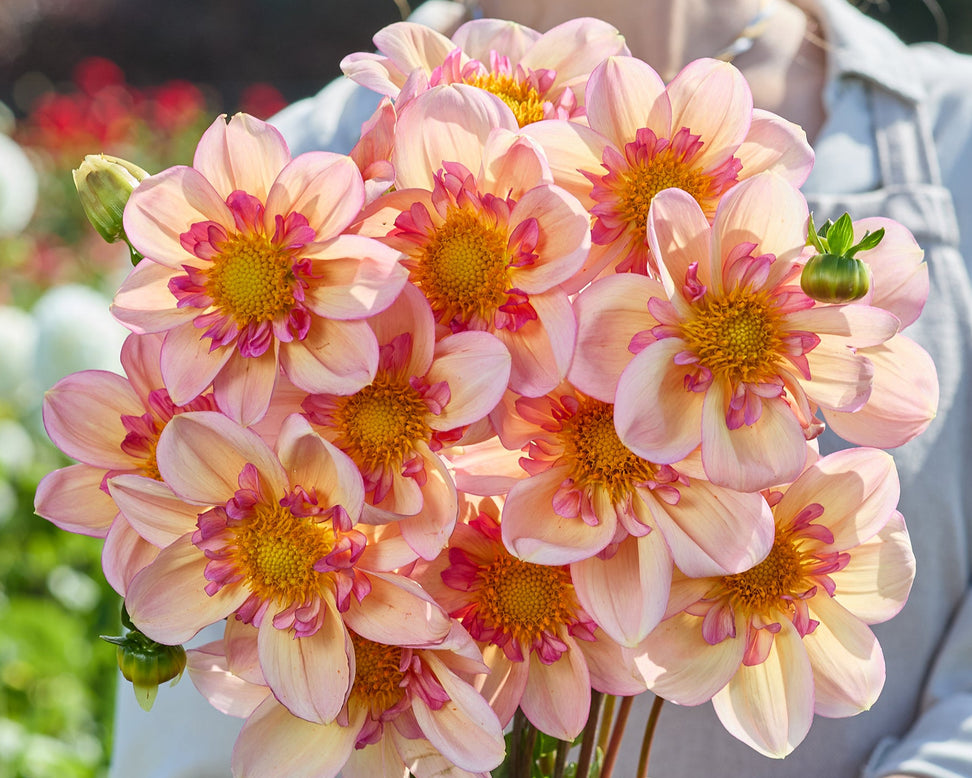 Person holding a bouquet of pink dahlias in a garden setting