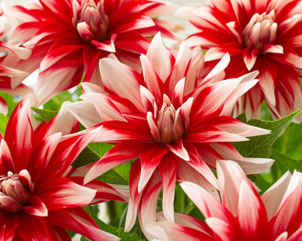 Dahlia 'Catching Fire'