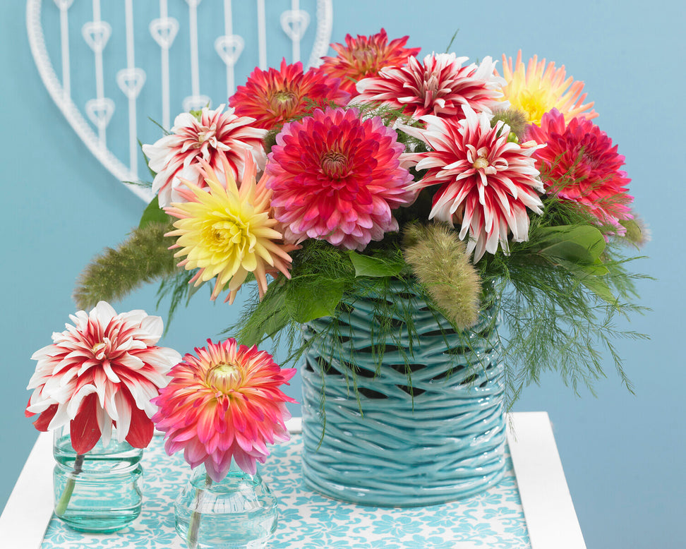 Dahlia 'Catching Fire'