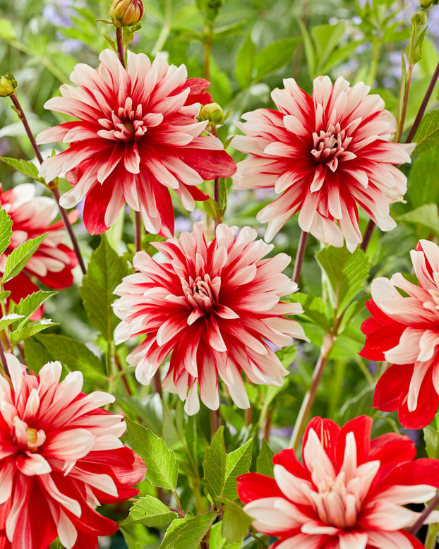 Dahlia 'Catching Fire'