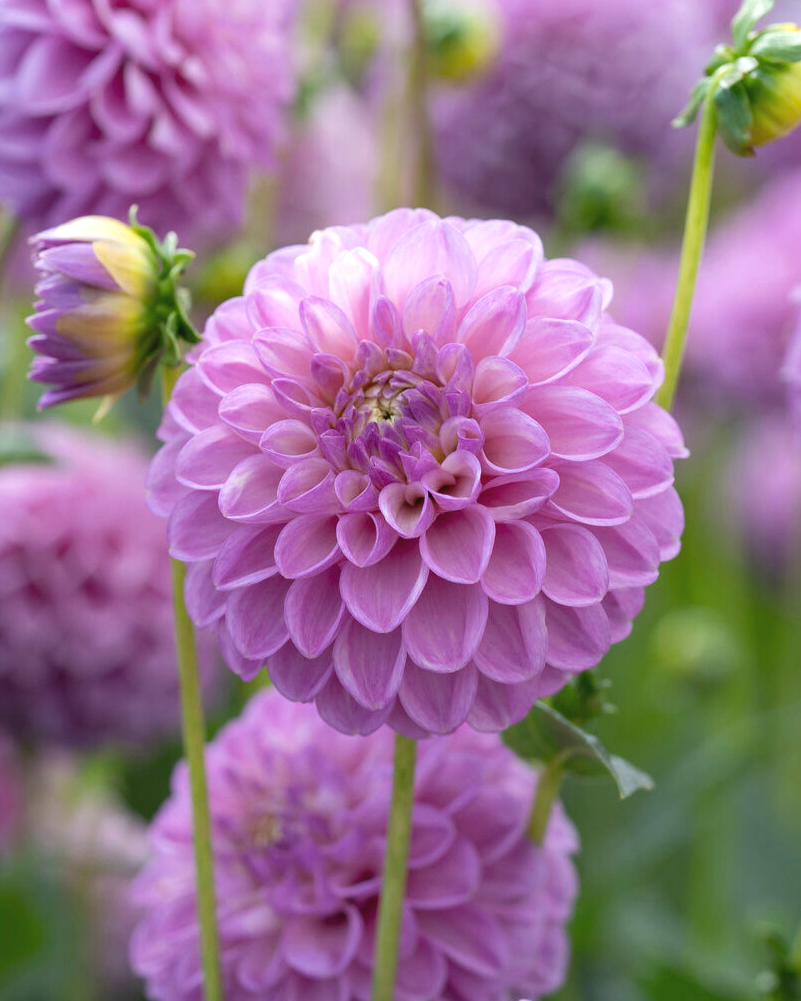 Dahlia 'Cheeky Girl'