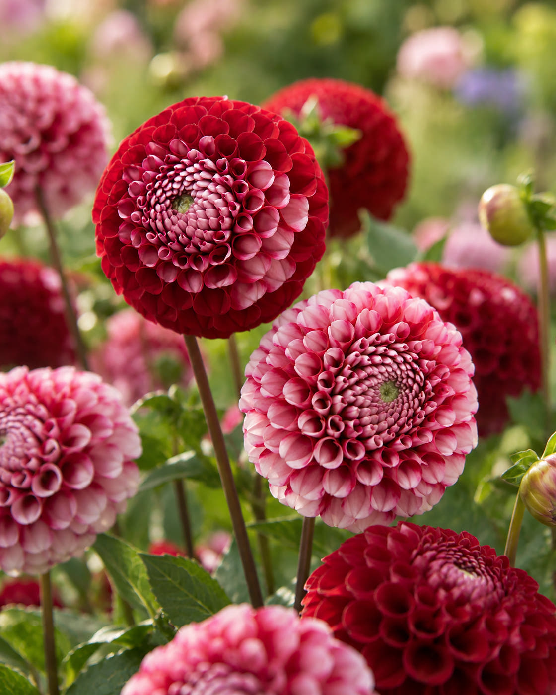 Dahlia 'Chick A Dee'
