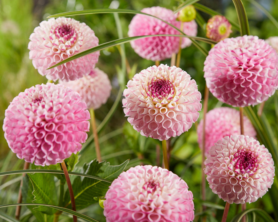 Dahlia 'Chimacum Davi'