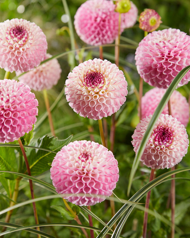 Dahlia 'Chimacum Davi'