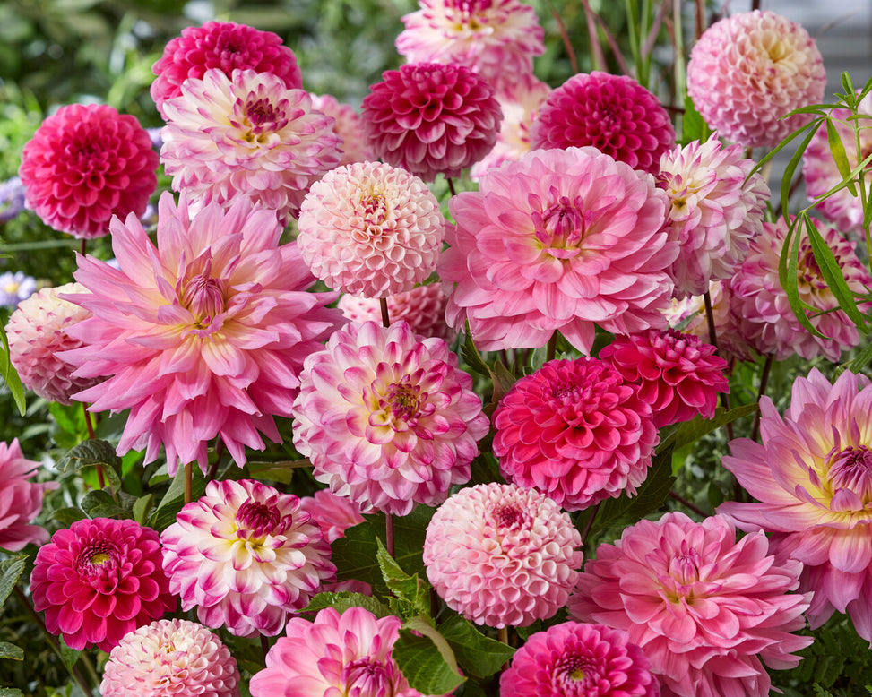 Dahlia 'Chimacum Davi'