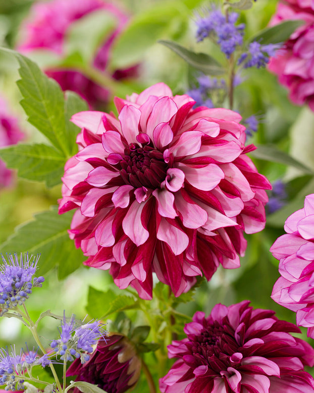 Dahlia 'Cranberry Classic'