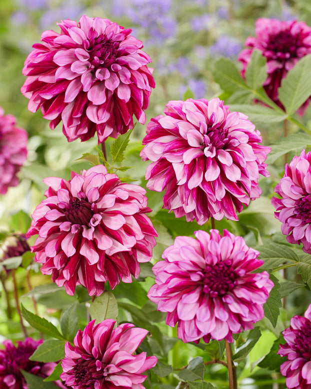 Dahlia 'Cranberry Classic'