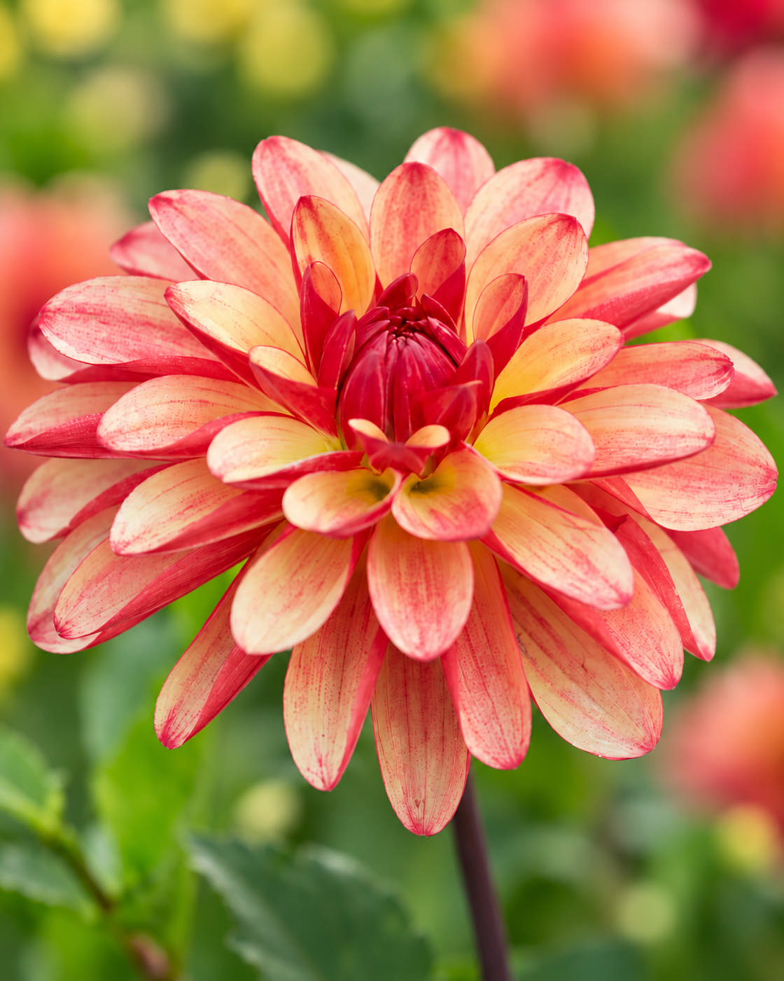 Dahlia 'Crazy Legs'
