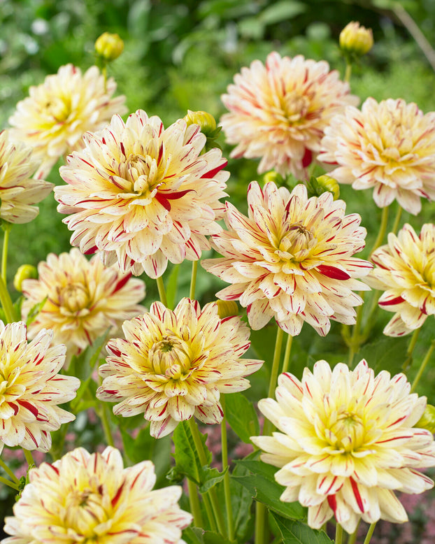 Dahlia 'Crème Silence'