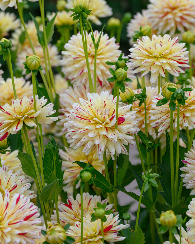 Dahlia 'Crème Silence'