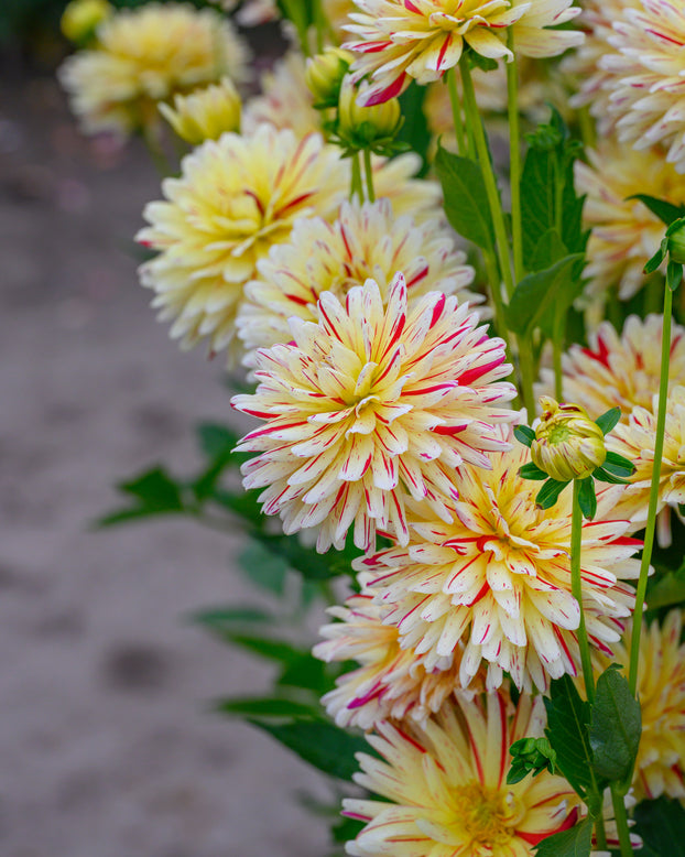 Dahlia 'Crème Silence'