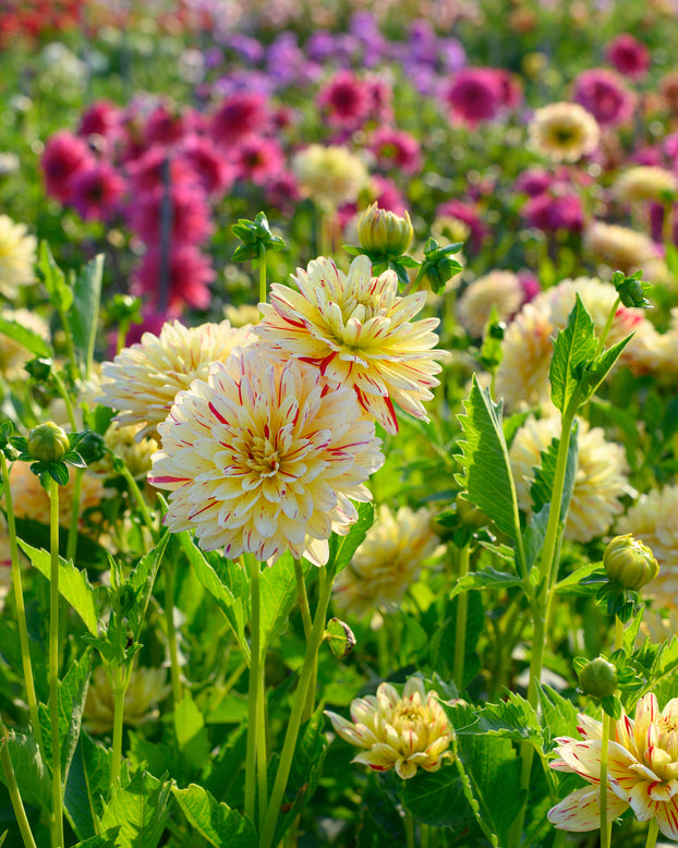 Dahlia 'Crème Silence'