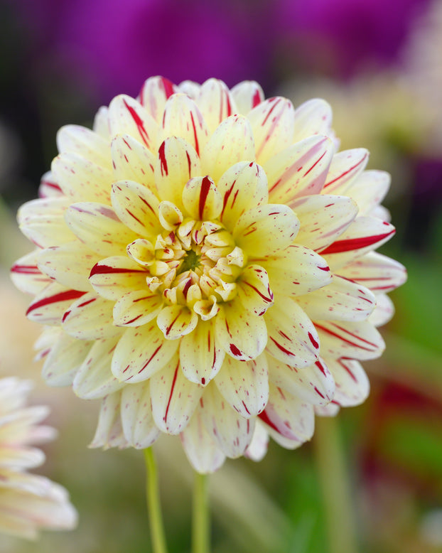 Dahlia 'Crème Silence'