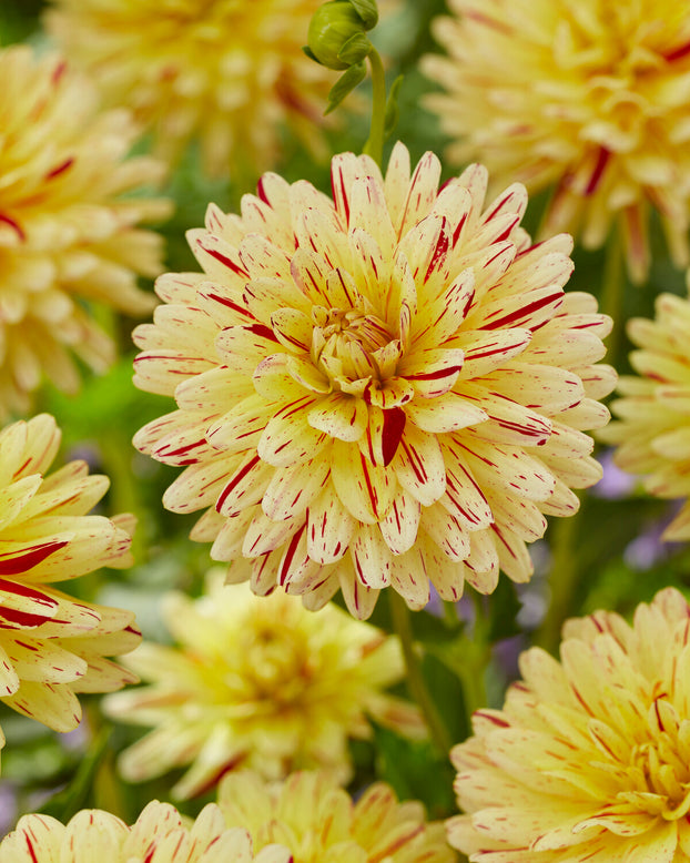 Dahlia 'Crème Silence'